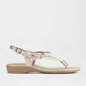 Women's Thong Flat Sandal in Gold- 10732